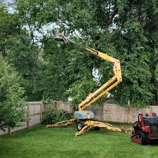 Professional Tree Care Services in Dry Ridge, OH