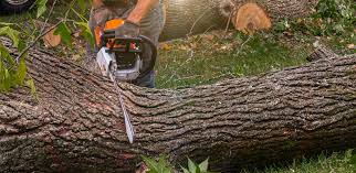 Best Tree Cabling and Bracing  in Dry Ridge, OH