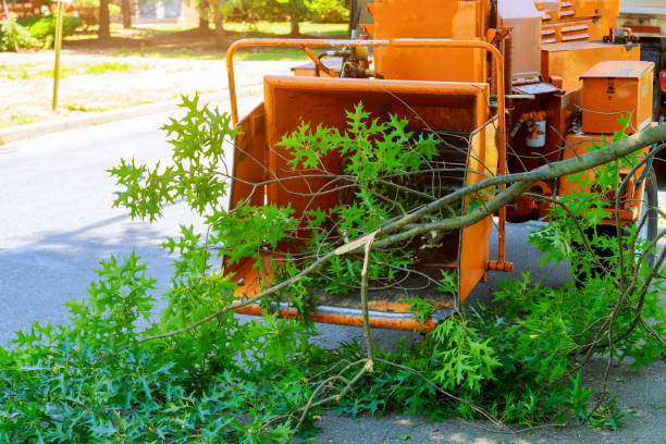 Best Grass Overseeding  in Dry Ridge, OH