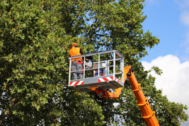 Best Arborist Consultation Services  in Dry Ridge, OH