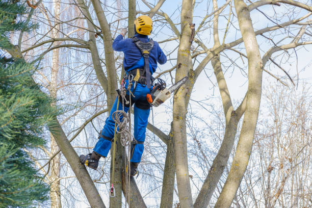 Best Tree Preservation Services  in Dry Ridge, OH