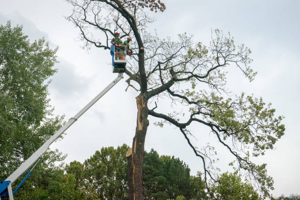 Best Tree Disease Treatment  in Dry Ridge, OH